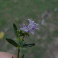 Oldenlandia umbellata L.